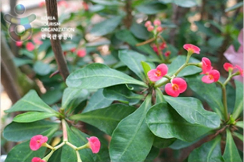 安山植物園
