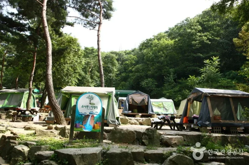 首爾大公園 自然露營場 (8/13)