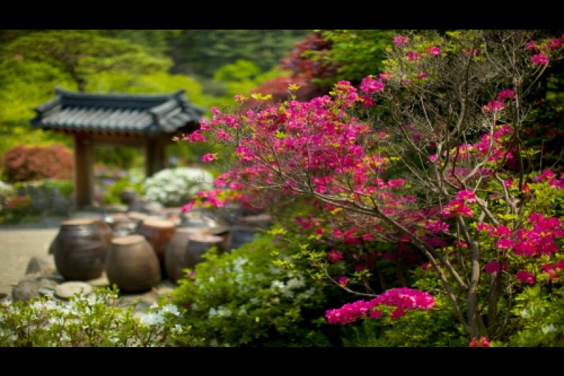 晨靜樹木園春花慶典 (5/5)