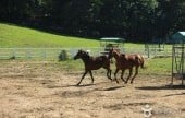 元堂種馬牧場