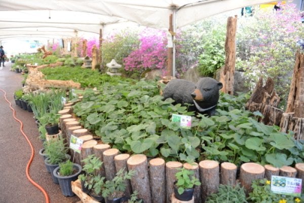 楊平龍門山野菜節