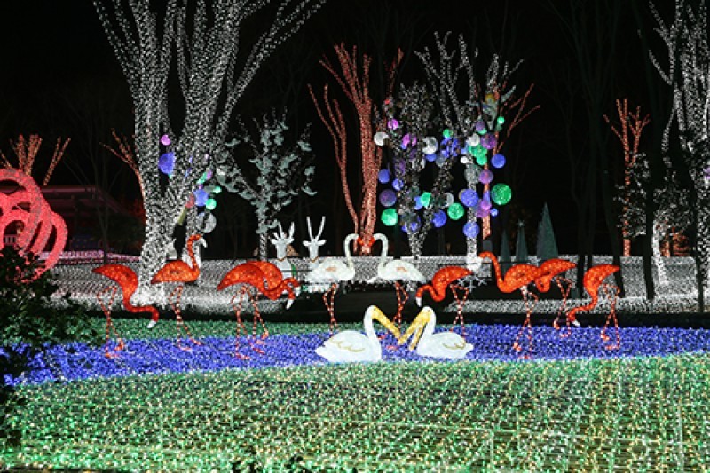 安山星光村Photo land燈節 (2/5)