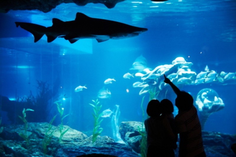 釜山水族館 (4/7)