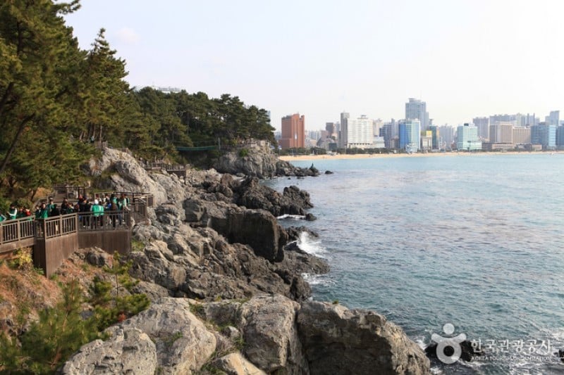 海雲臺冬柏島 (8/24)