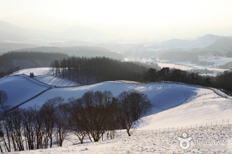大關嶺群羊牧場  (18/34)