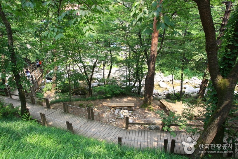 國立大關嶺自然休養林