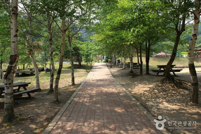 國立大關嶺自然休養林