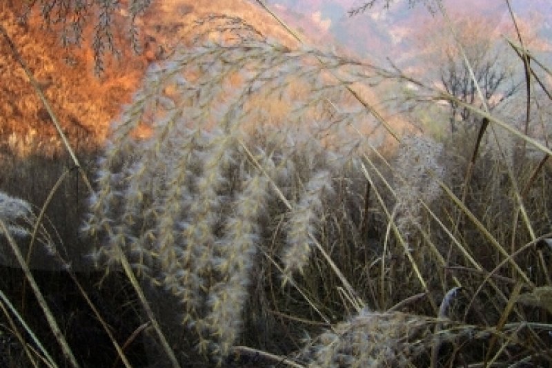 Min-dung山紫芒花節 (1/3)