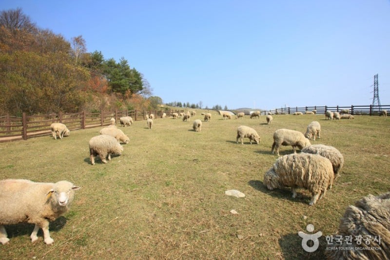 Eco Green Campus(三養牧場) (7/29)