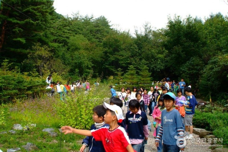 韓國野生植物園 (2/22)