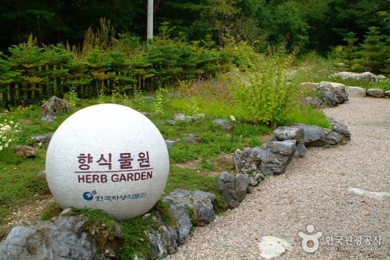 韓國野生植物園 (7/22)