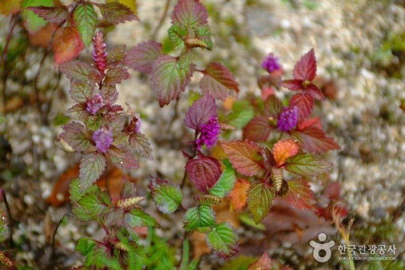 韓國野生植物園 (11/22)