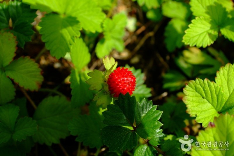 韓國野生植物園 (16/22)