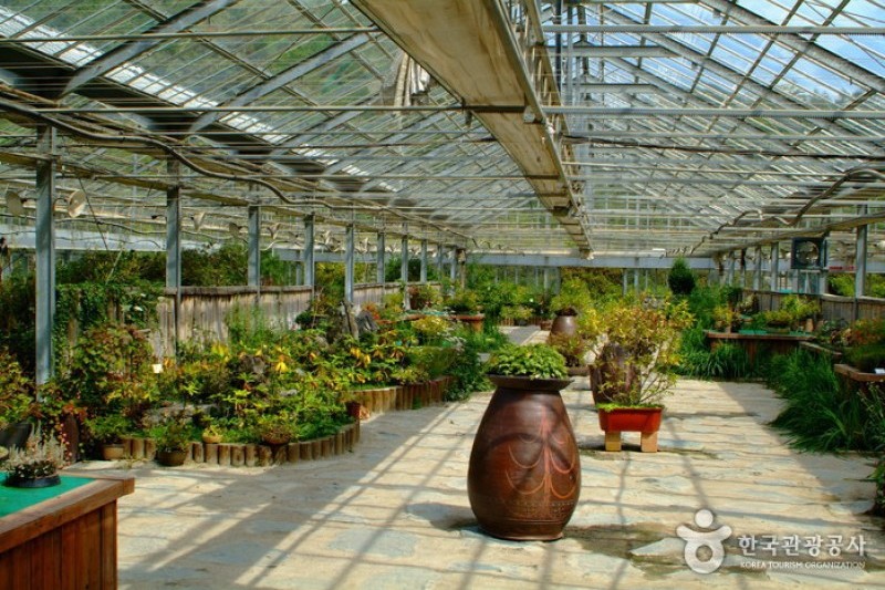 韓國野生植物園 (19/22)