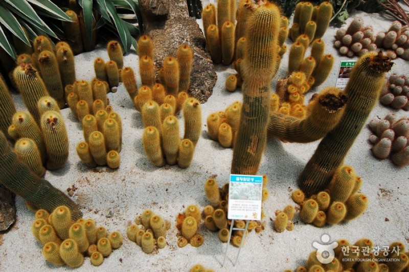江原道立花木園 (12/27)