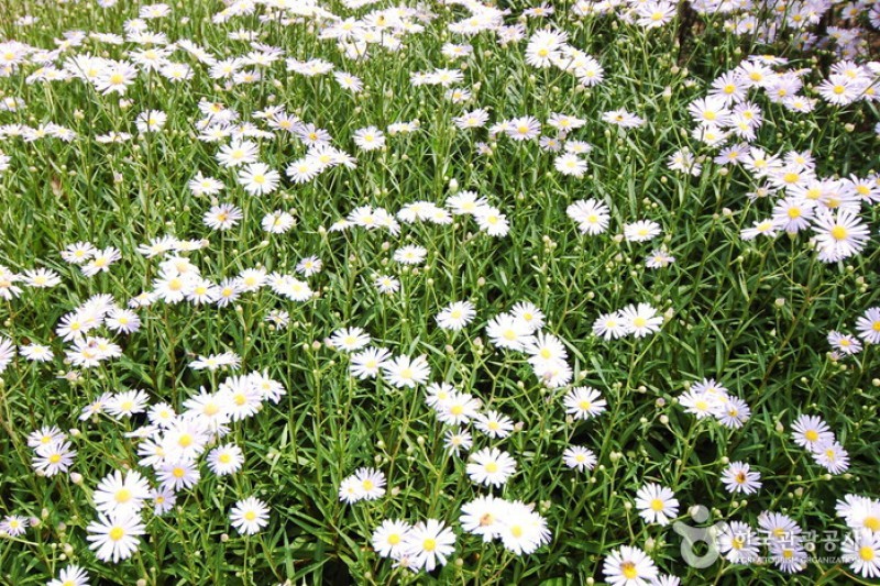 江原道立花木園 (14/27)