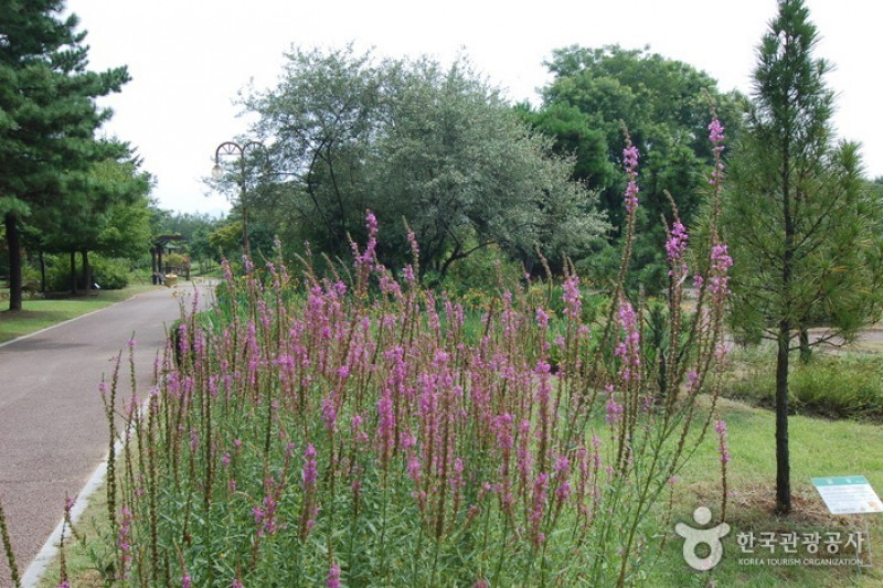 江原道立花木園 (16/27)