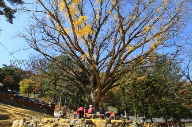 龜龍寺  (17/27)