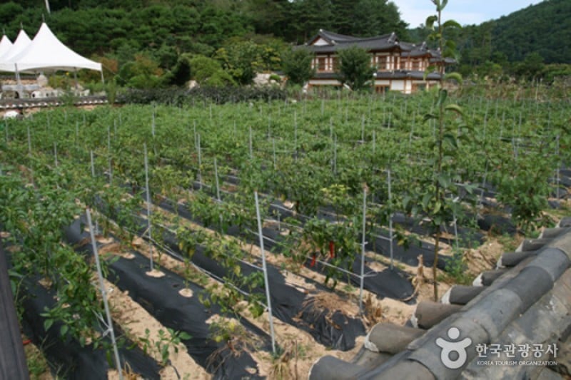 韓國傳統飮食文化體驗館「靜江園」