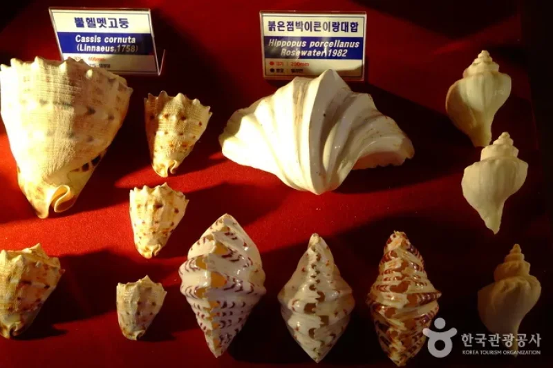 花津浦海洋博物館