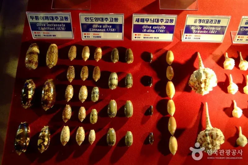 花津浦海洋博物館