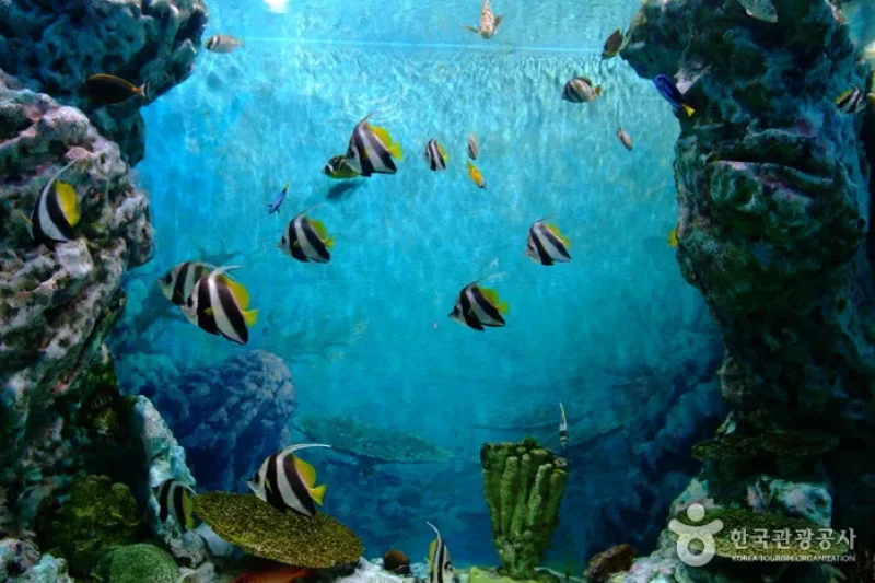 花津浦海洋博物館