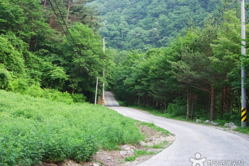米川谷自然休養林  (6/12)