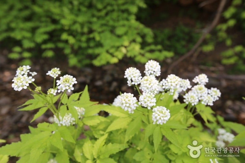 太白高原自生植物園 (4/5)