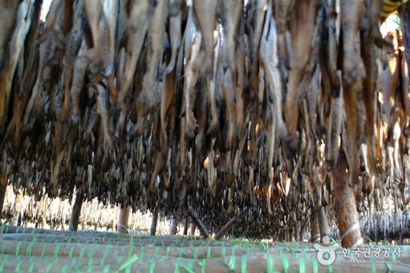 龍垈里黃太魚節 (5/7)