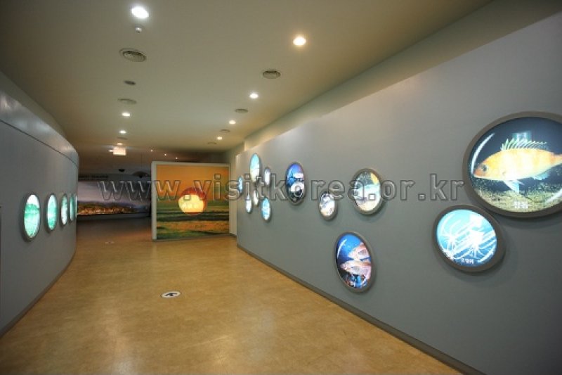 三陟漁村民俗展示館 (29/39)