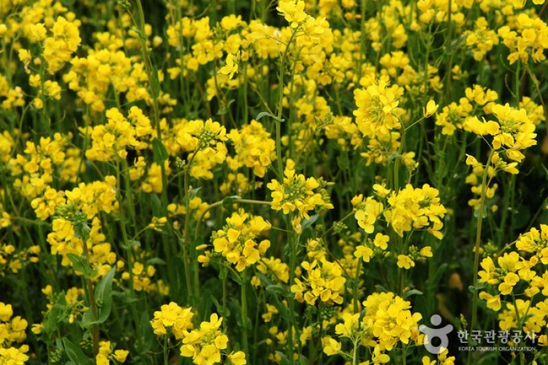 三陟孟芳油菜花節 (3/15)