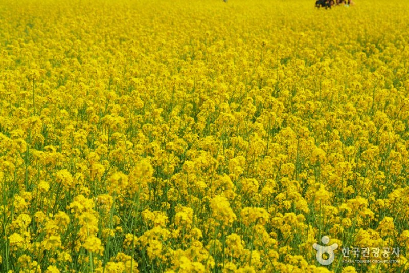 三陟孟芳油菜花節 (14/15)