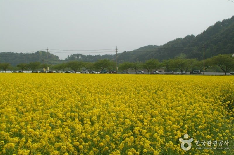 三陟孟芳油菜花節 (15/15)