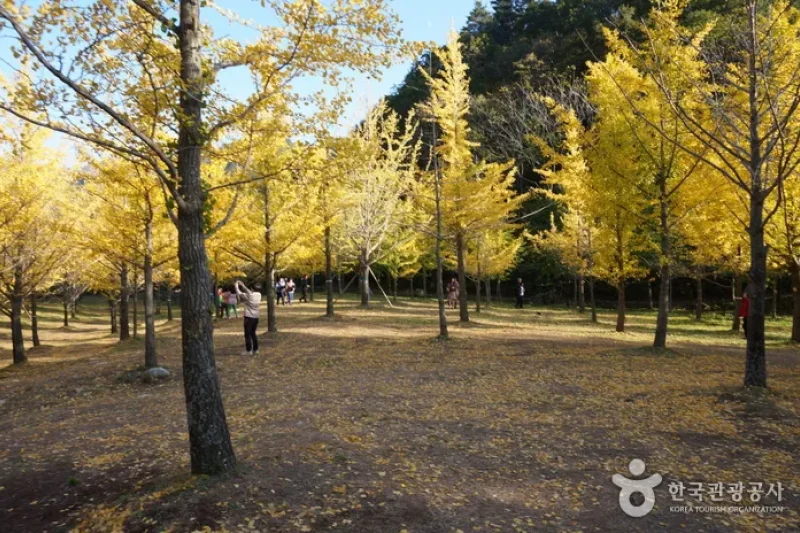 洪川銀杏林 (21/24)