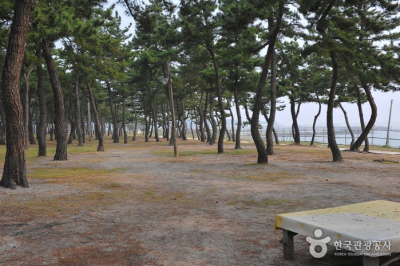 沙川海邊