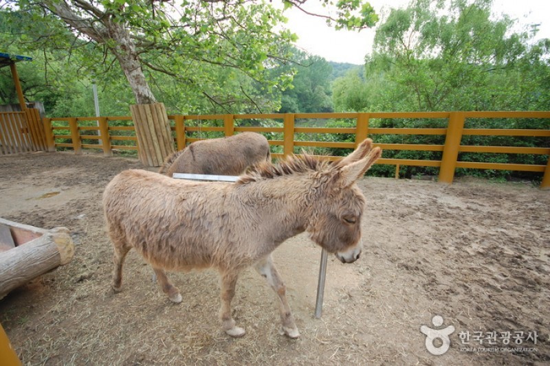 首爾大公園兒童動物園 (2/6)