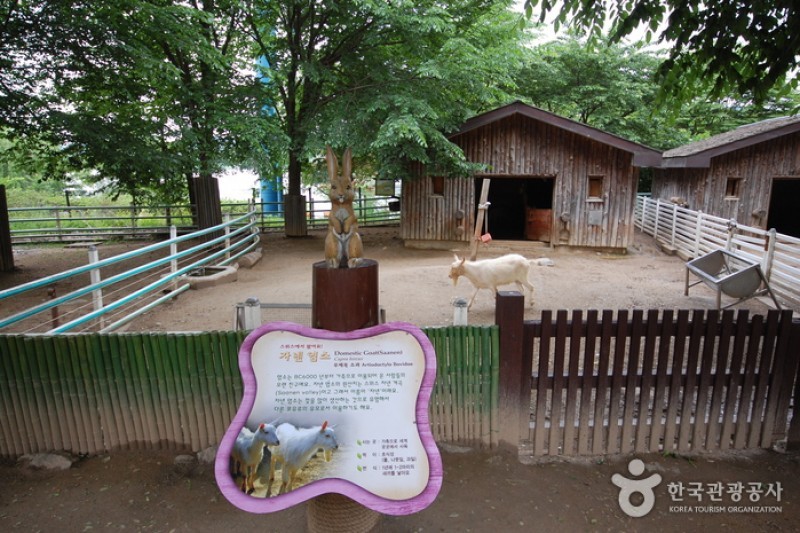 首爾大公園兒童動物園 (4/6)
