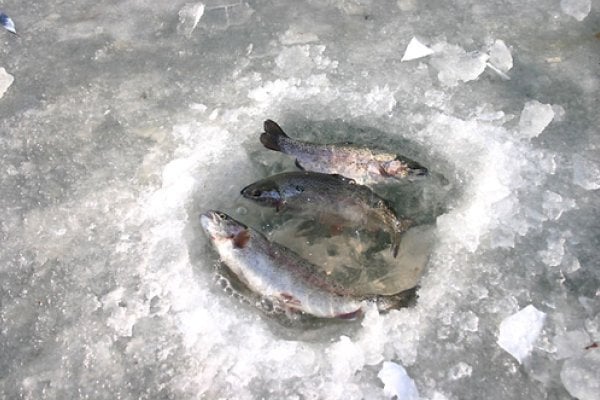 北漢江大成里鱒魚節