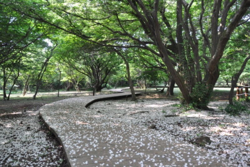 濟州寺水自然休養林