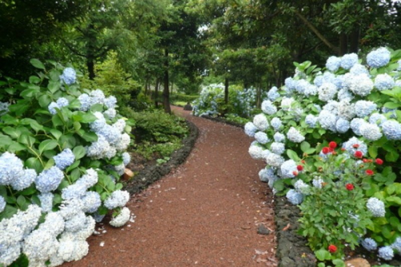 Camellia Hill