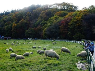 大關嶺群羊牧場