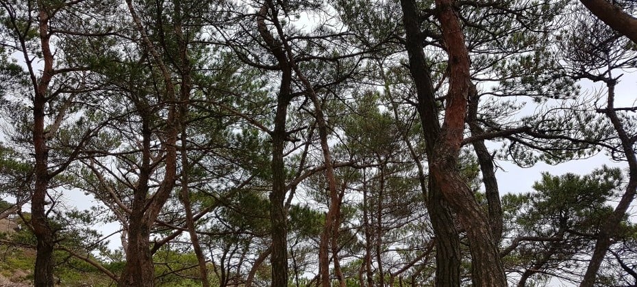 北漢山國立公園(首爾)(북한산국립공원(서울)) (17/48)