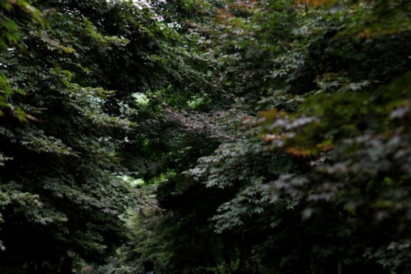 馬耳山道立公園  (11/22)