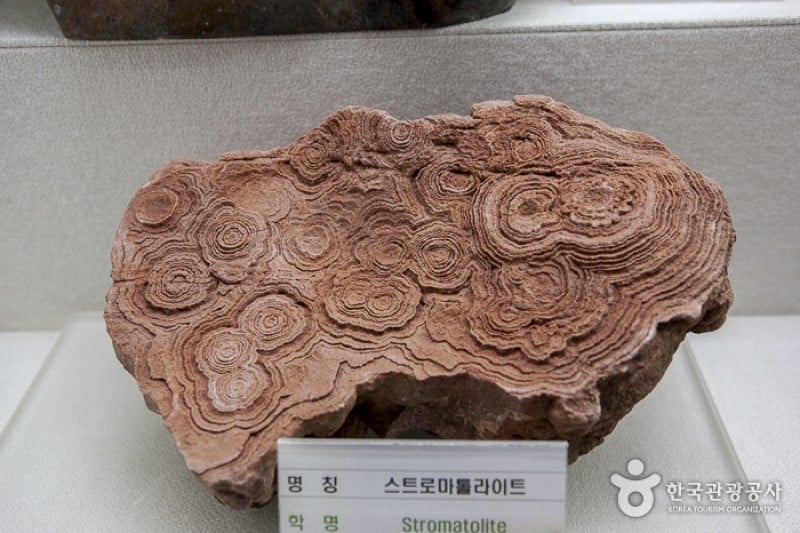茂朱螢火蟲樂園 (6/13)