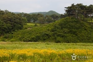 玉井湖九節草主題公園