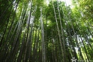 竹綠苑