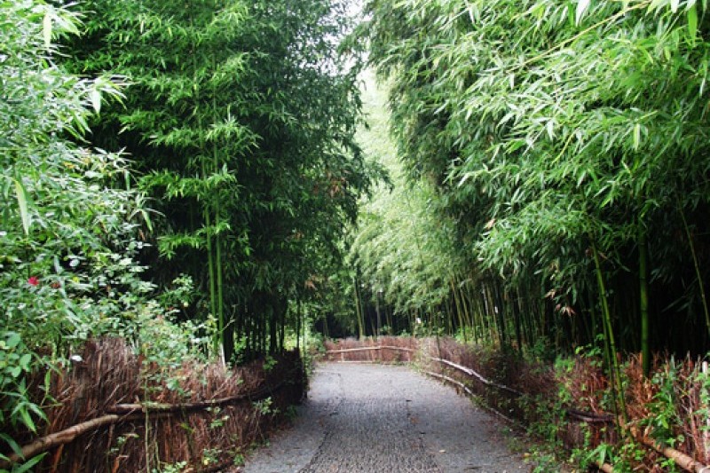 竹綠苑