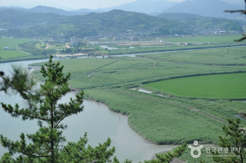 順天灣濕地  (11/70)