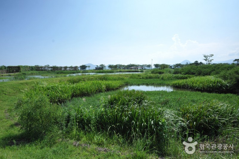順天灣濕地  (14/70)