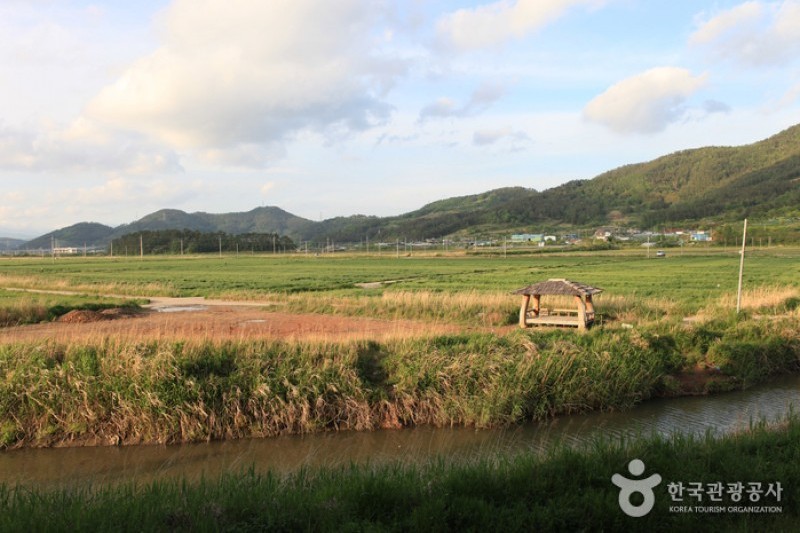 順天灣濕地  (31/70)